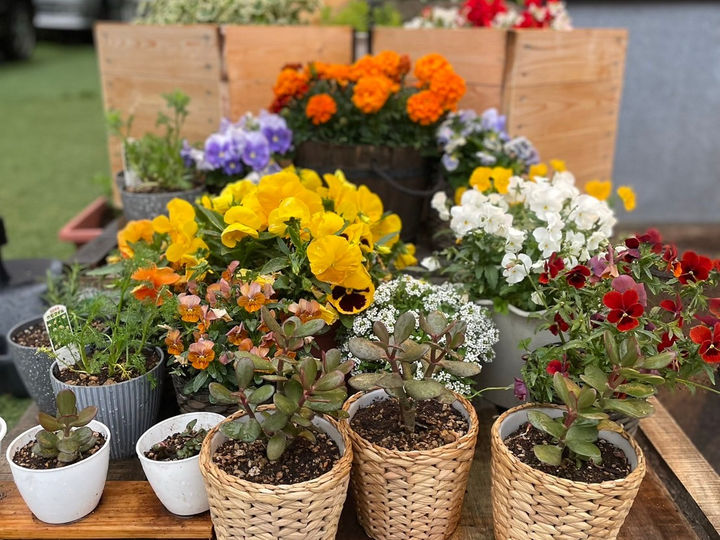 花の並ぶ店先